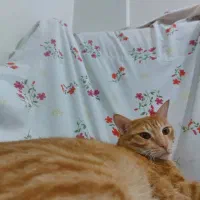 گربه خانگی|گربه|قدس, شهر‌قدس|دیوار