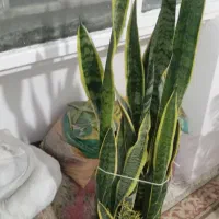 گل خیلی قشنگ و زیبا سنسریا کرواتی