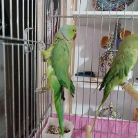 یک جفت طوطی ملنگو نر ماده|پرنده|مشکیندشت, |دیوار