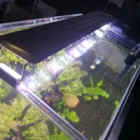 آکواریوم|ماهی|شیراز, عادل آباد|دیوار