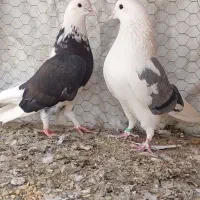 کبوتر پرشی|پرنده|فولادشهر, سایت صنعتی کاوه|دیوار