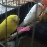 سه عدد مرغ عشق خوش رنگ