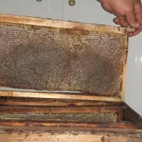 عسل طبیعی بدون شکر