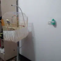 عروس هلندی دستی