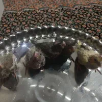 جوجه عروس هلندی پنج عدد دونه ای یک میلیون|پرنده|اسلام‌شهر, مظفریه|دیوار