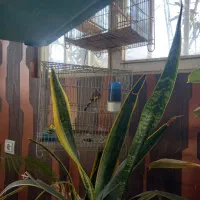 سهره قرص جوجه قفس