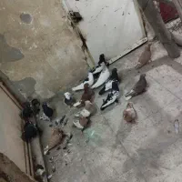 16عدد کبوتر رنگی