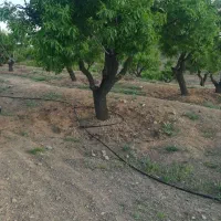 2000 متر باغ بادام(نقد یا معاوضه با ماشین)