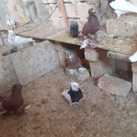 کبوتر طوقی کله دم سبز سرخ|پرنده|برخوار, |دیوار