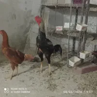 تخم مرغ لاری|حیوانات مزرعه|خوسف, |دیوار