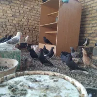 کفتر|پرنده|اردکان, |دیوار