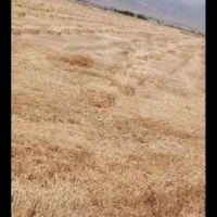 پرس گندم تحویل درچناران