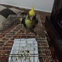 عروس هلندی نر|پرنده|شیروان (خراسان), |دیوار