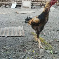 خروس برزیل اصل لاری