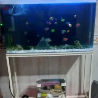 اکواریوم|ماهی|کرج, شهرک البرز ۳|دیوار