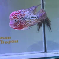 ماهی فلاور کامفا مولتی کالر