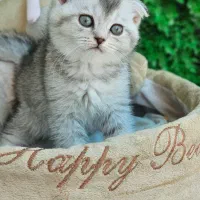 اسکاتیش چشم سبز|گربه|بوشهر, |دیوار