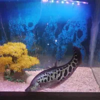 ماهی نایف چاقو ماهی