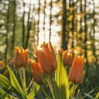 خیاطان عزیز توجه بفرماید