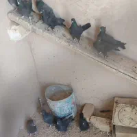 کبوتر|پرنده|برخوار, |دیوار