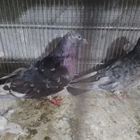 خ کبوتر پرشی