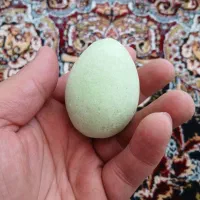 گوهر شب چراغ تخم مرغی