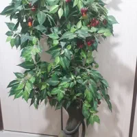 درختچه گیلاس