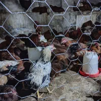 خروس محلی ذبح در محل