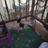 طوقی|پرنده|طبس, |دیوار