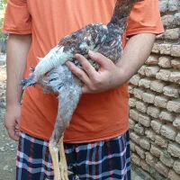 جوجه خروس و مرغ لاری