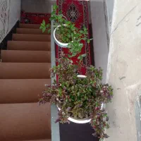 گل طبیعی|گل و گیاه طبیعی|سرپل ذهاب, |دیوار