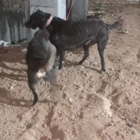 سگ خراسانی|سگ|بجنورد, |دیوار