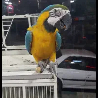 هایپر پرندگان