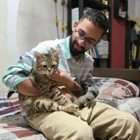 گربه یکساله domestic short hair|گربه|تهران, باغ فیض|دیوار