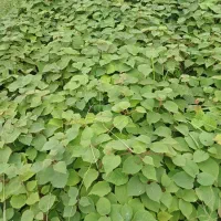 نهال کیوی بذر خیاری