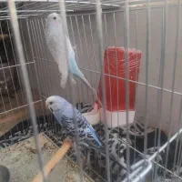 مرغ عشق