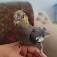 عروس هلندی سینامون