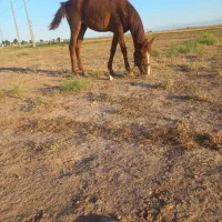 کرهنریونخوبقشنگ