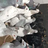 40 کفتر|پرنده|سرخس, |دیوار