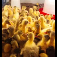 جوجه غاز ۳روزه محلی اصل