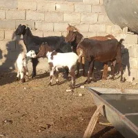 بزبزغاله بره ماده میش کاور
