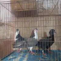 دمگیر سیاه پشت وغلاغ