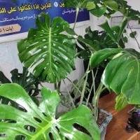 فروش گل های غول پیکر کلکسیونی|گل و گیاه طبیعی|آمل, |دیوار