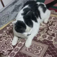 گربه فروشی|گربه|زابل, |دیوار