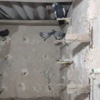 14تانرپریده|پرنده|کرمان, |دیوار