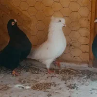 کبوتر فیت چشم نوک صفید