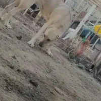 دو عدد سگ|سگ|نقده, |دیوار