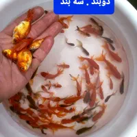 فروش عمده ماهی قرمز