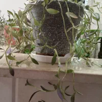 گل‌ طبیعی|گل و گیاه طبیعی|اردکان, |دیوار