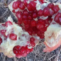 فزوش انار|خوردنی و آشامیدنی|شیراز, اکبر آباد|دیوار